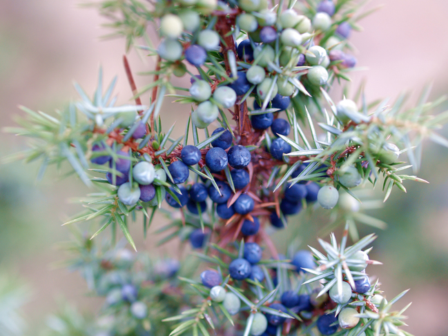 Wacholder soll stärker geschützt werden Blick ins Land
