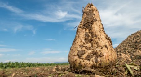 Agrana mit erfolgreichem ersten Halbjahr