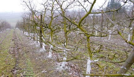 Weißanstriche schützen ­Obstbäume