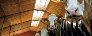 DBV: Höhere Milchpreise müssen schneller ankommen