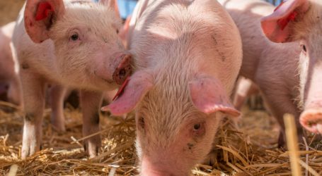 Deutschland bereitet sich auf Schweinepest vor