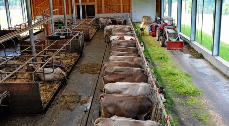 Schweizer Bauern um „Sein oder Nichtsein“