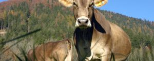 Eidgenössischer Richtpreis für A-Milch unverändert