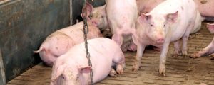 Was die PRRS-Impfung für die Schweinemast bringt