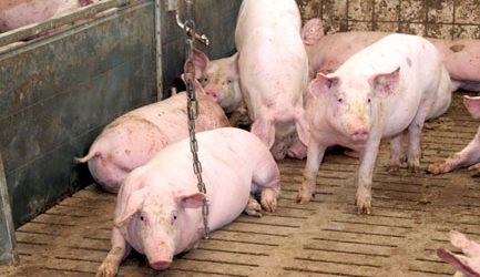 Was die PRRS-Impfung für die Schweinemast bringt