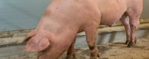 Schweinemarkt: Viel Angebot, hohe Nachfrage