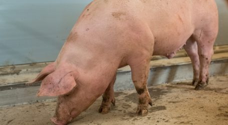 Schweinemarkt: Viel Angebot, hohe Nachfrage