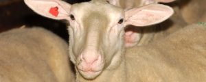 Iran will Rinder und Schafe aus Europa importieren