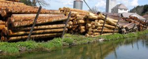 Erneut Clinch zwischen Sägeindustrie und Forstwirten