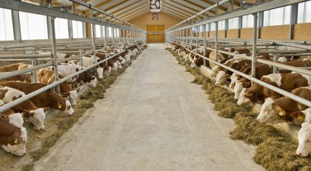 Mäster für AMA-Gütesiegel gesucht