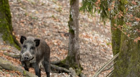 Oberösterreich erlaubt Jagdprüfung mit 16 Jahren