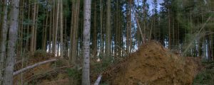 Sturmschäden durch „Herwart“ eher gering