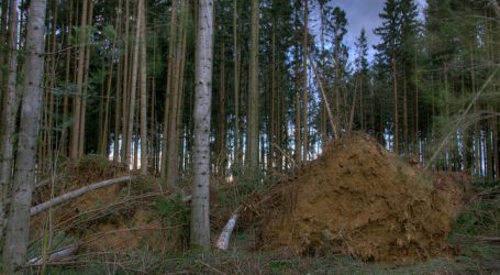 Sturmschäden durch „Herwart“ eher gering