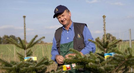 Christbäume trotzen der Trockenheit