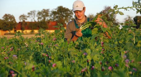 Rechnungshof zerpflückt Greening