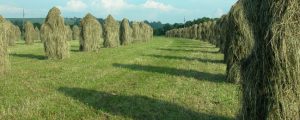 Landwirtschaftskammer Kärnten beschließt Strukturreform