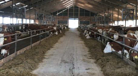 Im böhmischen Kuhhimmel