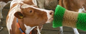Jungbauern wollen Tierwohl erklären