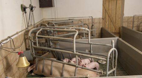 Gastkommentar: Nutztierhaltung – wohin gehst du?
