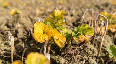 Kommt U-Ausschuss zu „Monsanto-Papers“?
