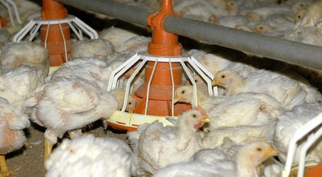 Geflügel-Antibiotikaverbrauch besser vergleichbar