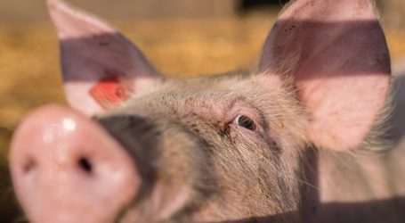 Schweinepest-Auswirkungen wären „kaum vorstellbar“