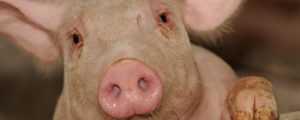 Produktionswachstum bei Schweinefleisch gedämpft