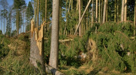 Kärnten verdoppelt nach Stürmen sein Forstbudget