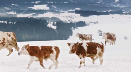 Milch: Marktsignale wurden erkannt