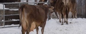 AMA-Gütesiegel: 7.000 Milchbetriebe wurden kontrolliert
