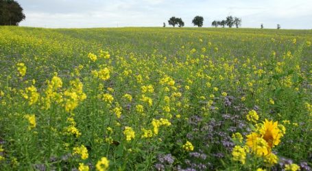 Rechnungshof zerpflückt Greening
