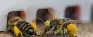 Lagerhäuser vermieten Bienen an Hobbyimker