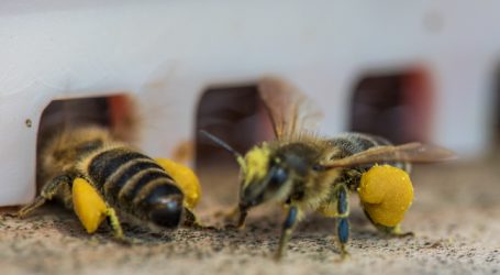 Lagerhäuser vermieten Bienen an Hobbyimker