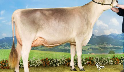 Österreichs Braunvieh ist gefragt