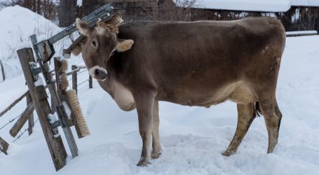 Schweiz: A-Milch-Richpreis weiterhin 58 Cent