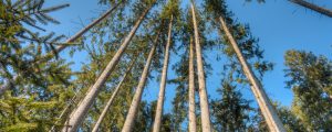 Internetplattform soll Wald „klimafit“ machen