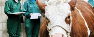 „Viehschauen brauchen neue Richtlinien“