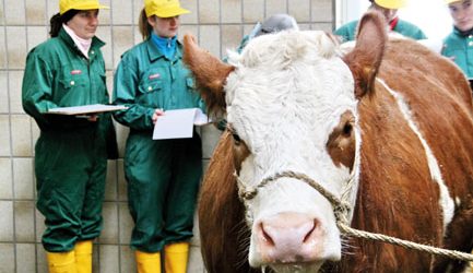 „Viehschauen brauchen neue Richtlinien“