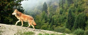 Eßl will „wolfsfreien Alpenraum“