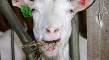 RollAMA: Trend zu Bio hält weiter an