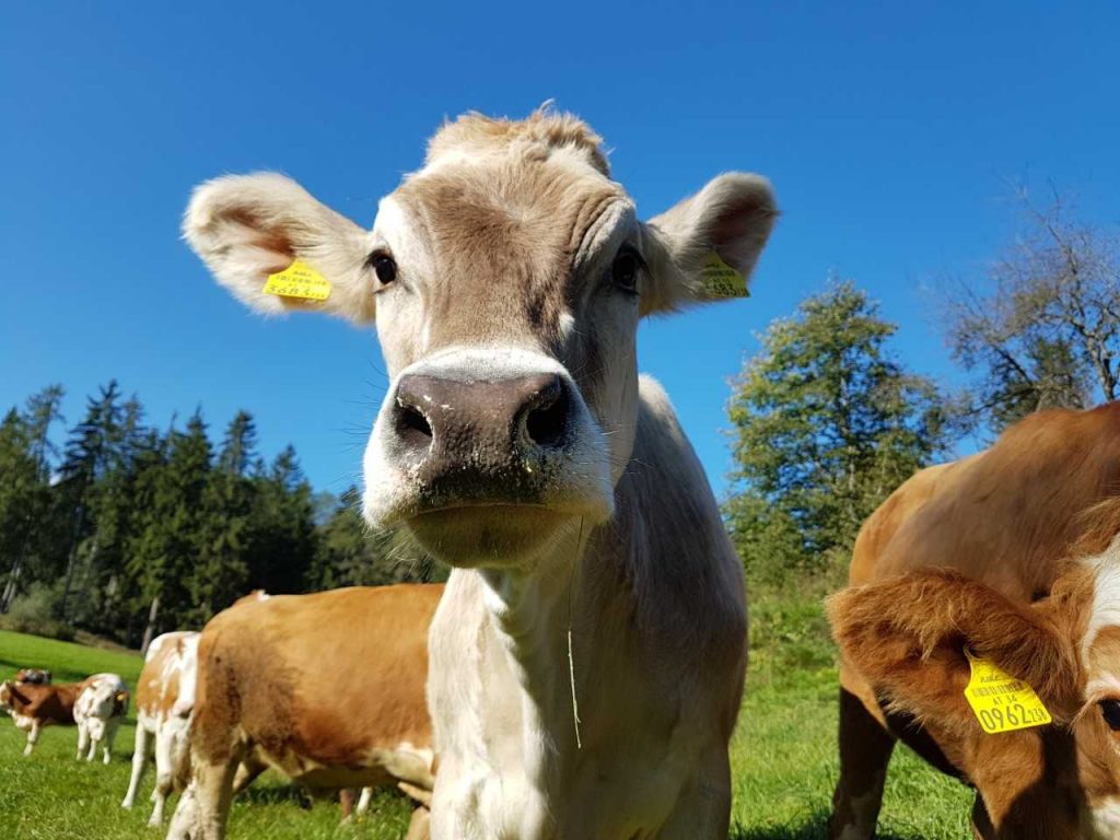 Kuh Hitliste Susi Und Max Voran Blick Ins Land