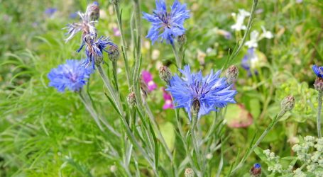 Förderungen: EuRH will „Leistungs- statt Ausgabenkultur“