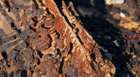 Borkenkäfer verursachte Rekordschäden