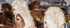 Milchproduktion wird weiter zulegen
