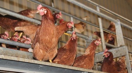 Kammer rät von Investitionen in Legehennen ab