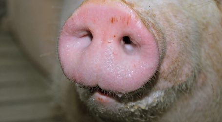 China erwägt Strafzölle auf US-Schweine