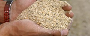 Keine eindeutige Regelung bei Gentechnikfreiheit im Futter