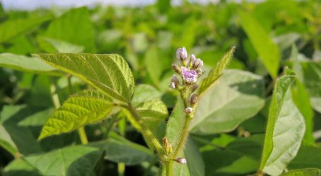 Oberösterreich erwartet mehr Soja und Mais