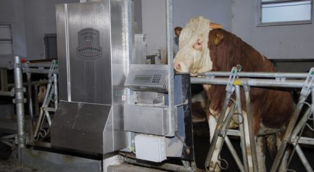 Greenpeace fordert: Milch- und Fleischproduktion halbieren