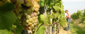 Weinlese nach schwachen Jahren überdurchschnittlich